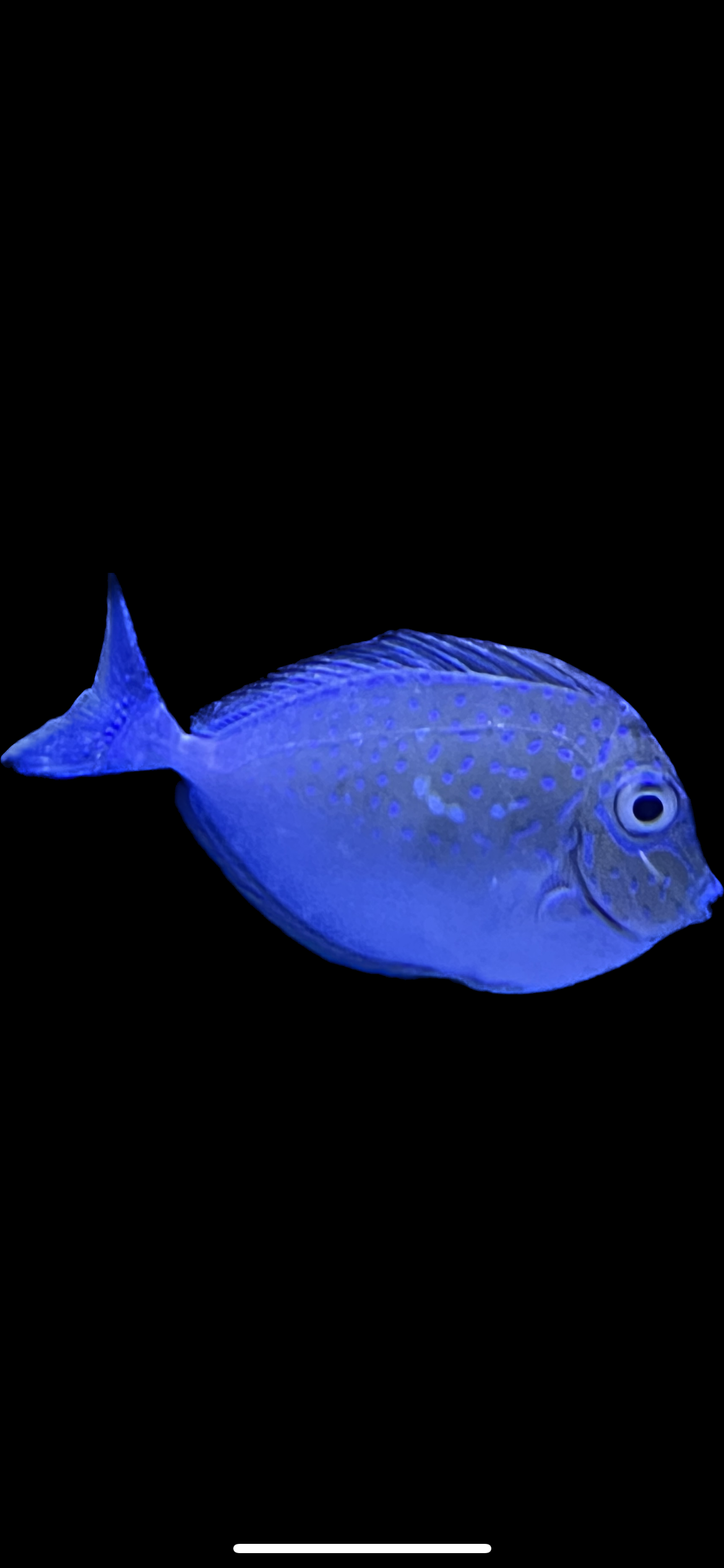 Blue Spot Unicorn Tang