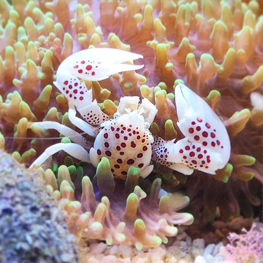 Anemone Crab