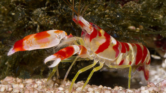 Assorted Pistol Shrimp