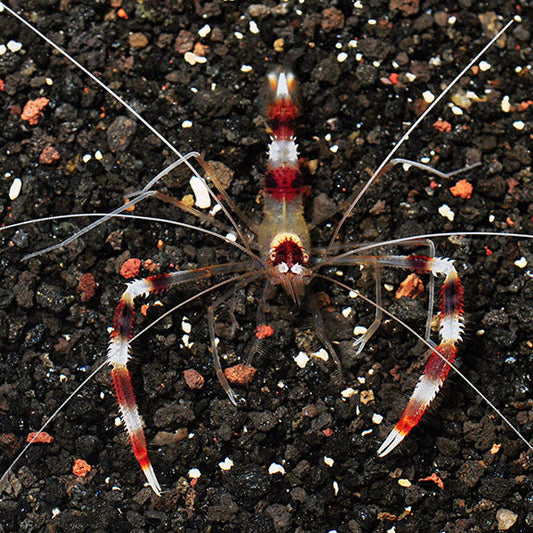 Coral Banded Shrimp