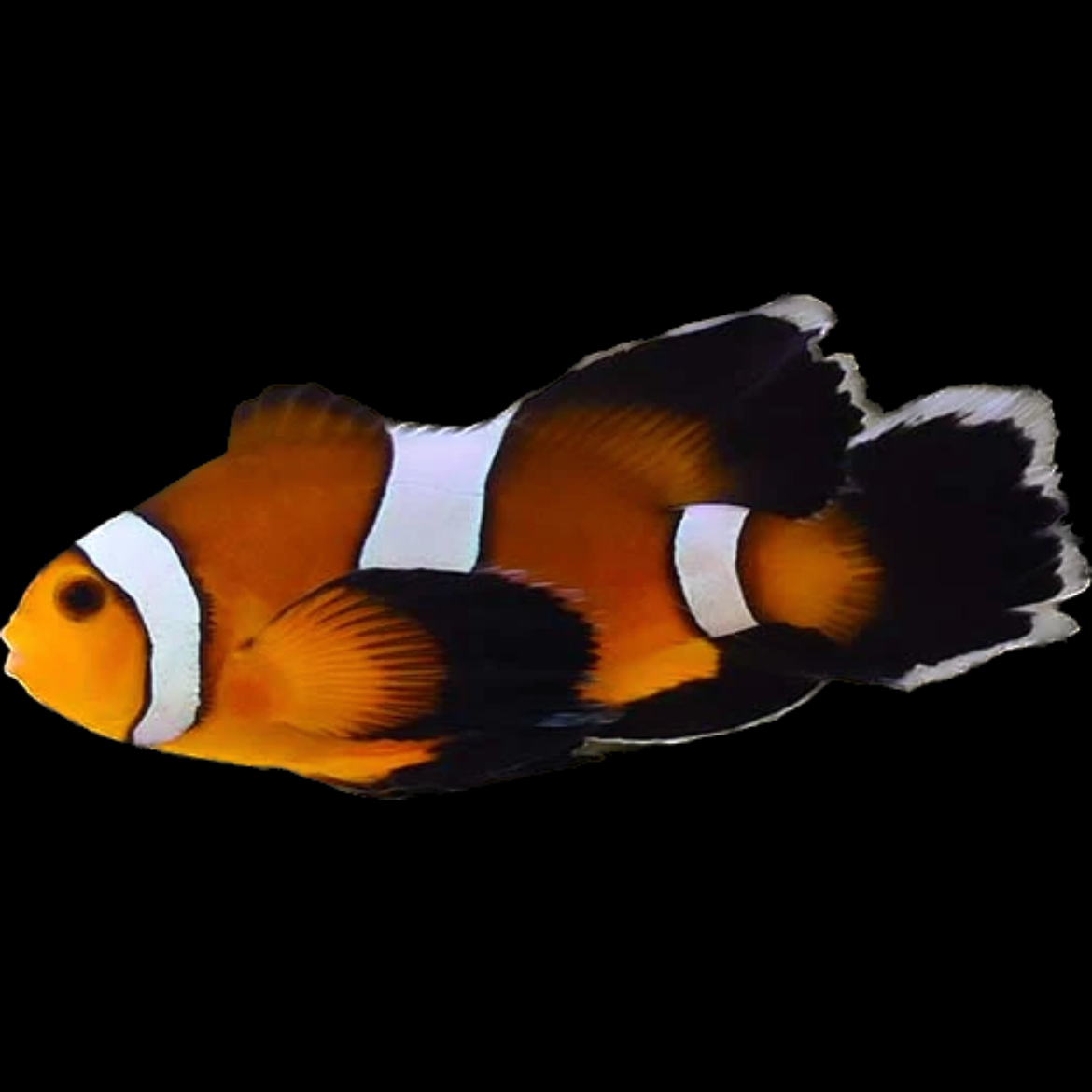 Longfin Mocha Clownfish