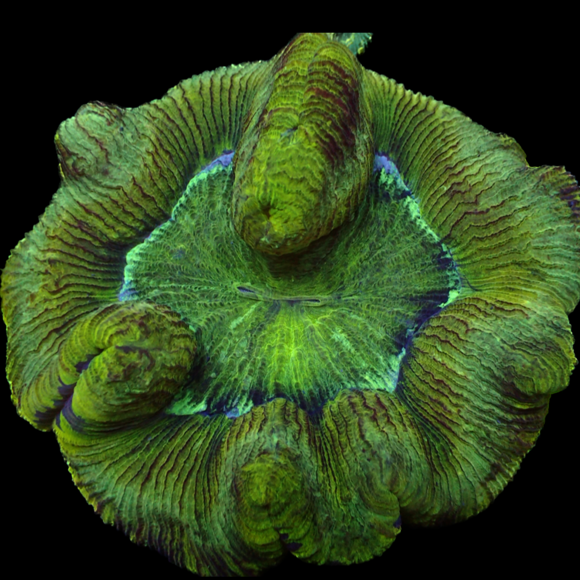 Trachyphyllia WYSIWYG D3