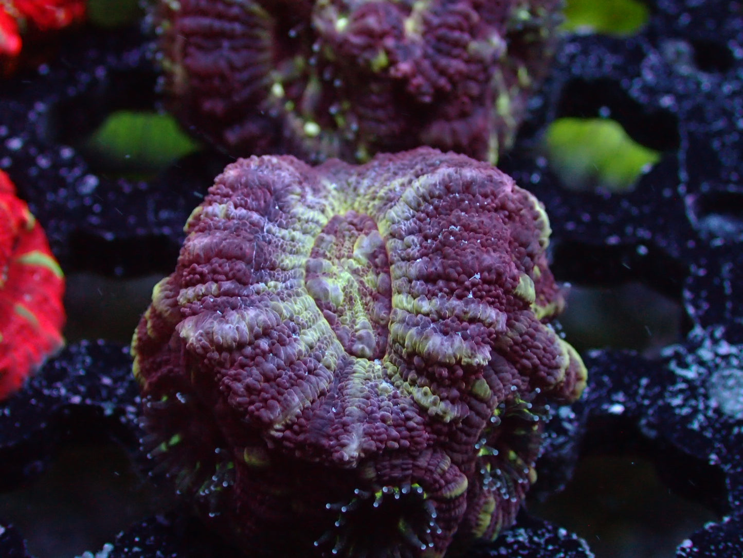 Purple Acan