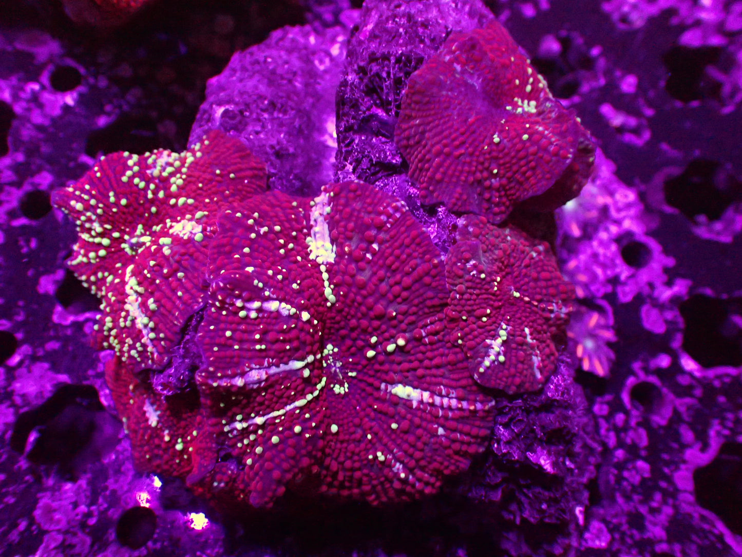 Red Devil Discosoma