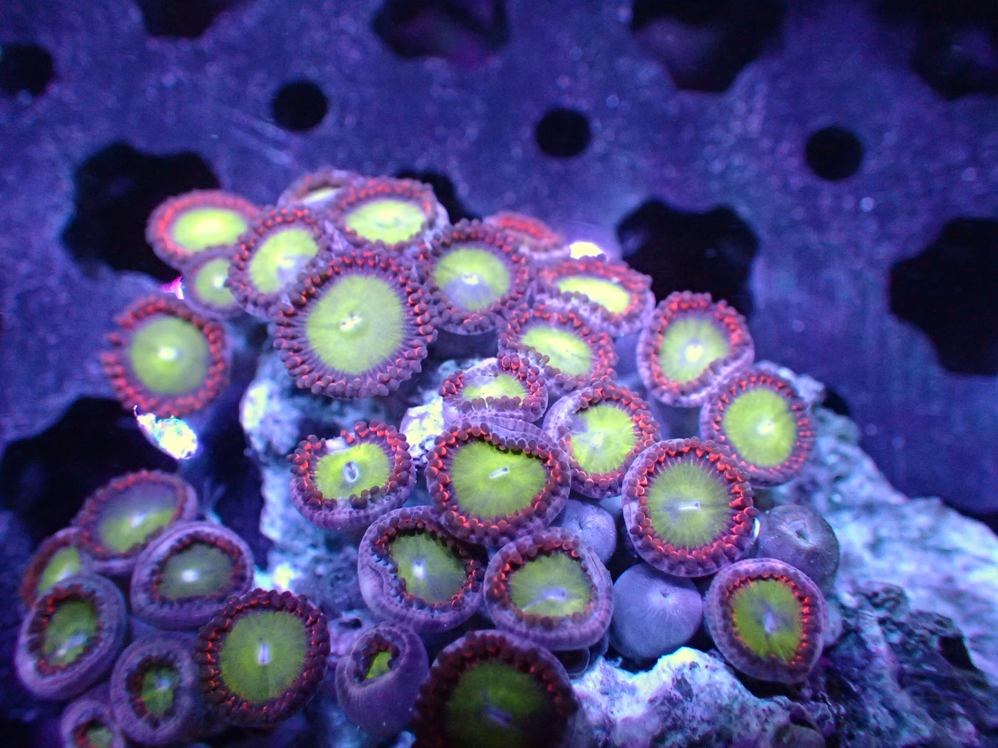 Candy Apple Red Zoa