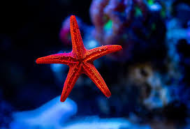 Red Fromia Starfish