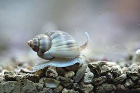 Nassarius Snail