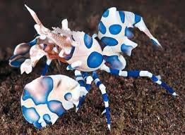 Harlequin Shrimp