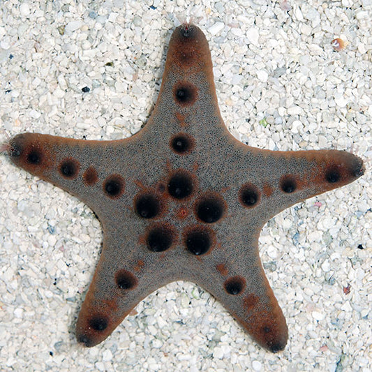 Chocolate Chip Starfish *NOT REEF SAFE*