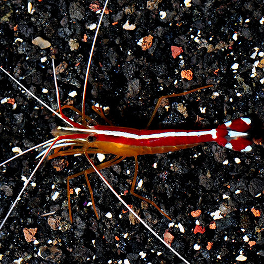 Cleaner Shrimp