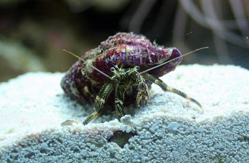 Dwarf Hermit Crab