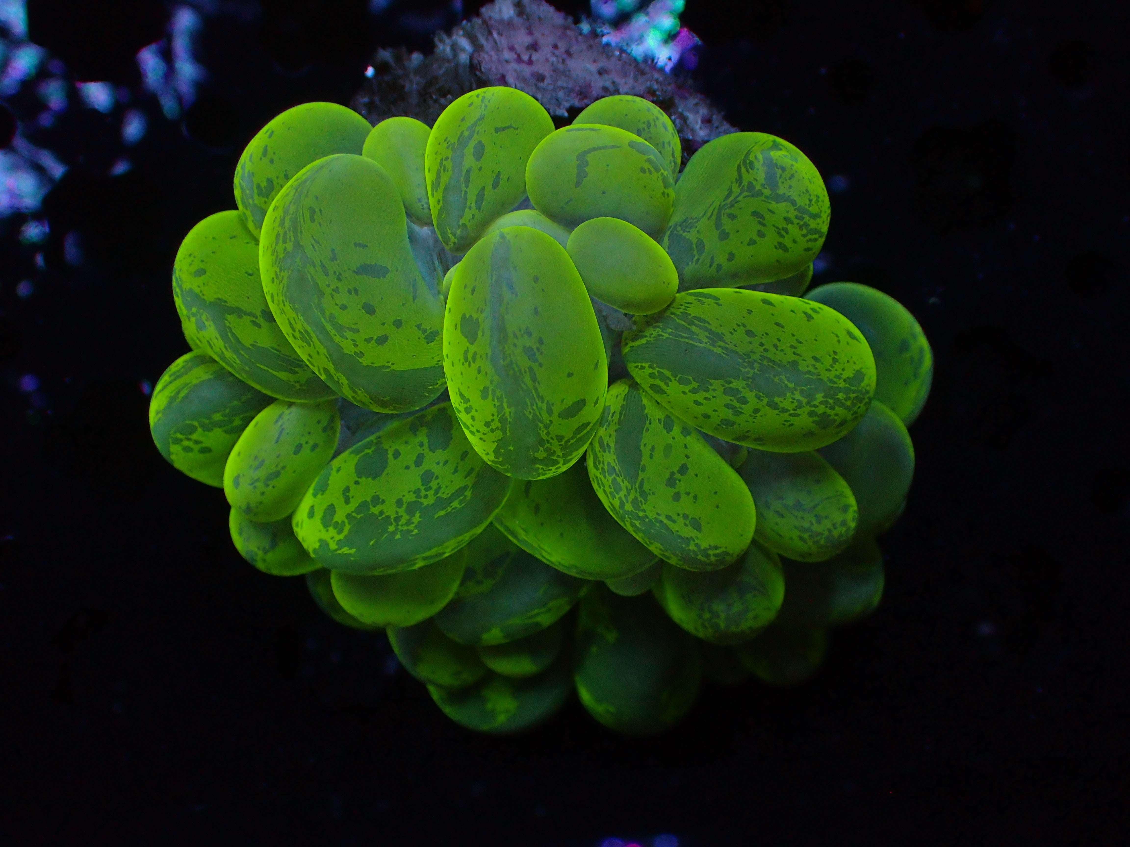 Splatter  Bubble Coral