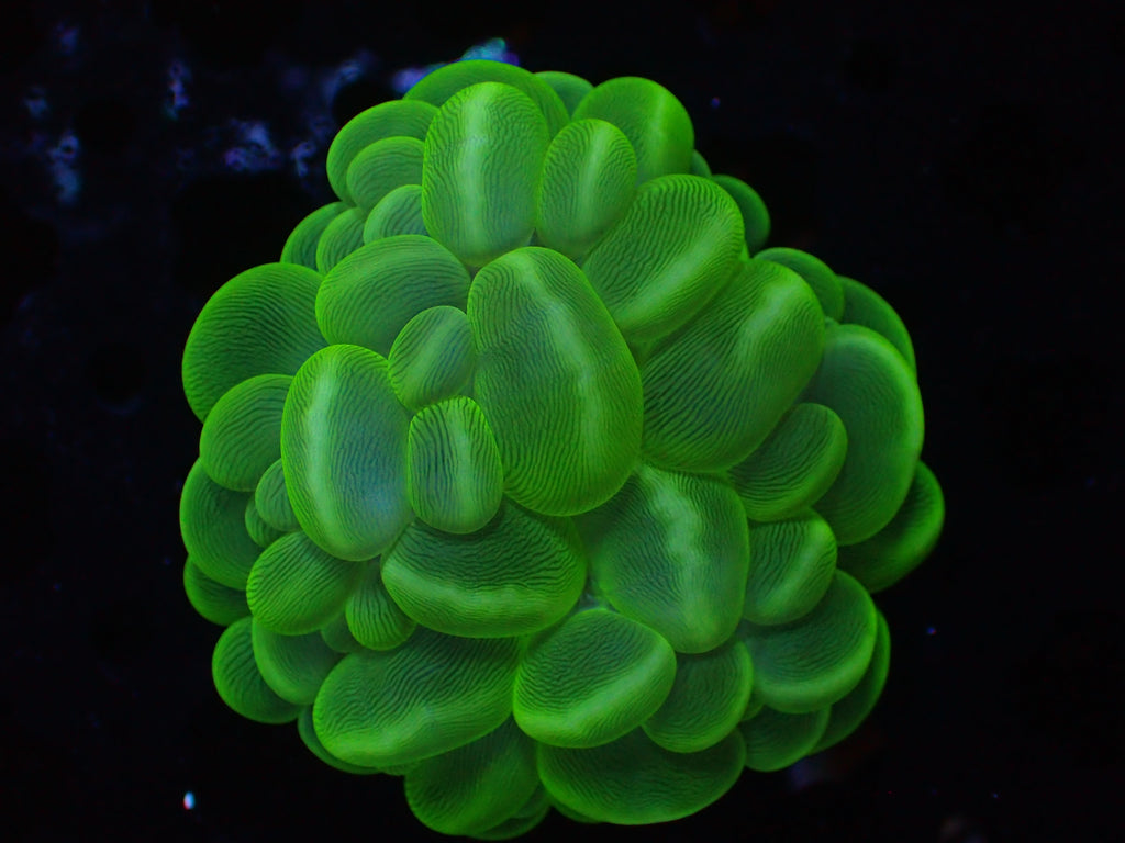 Cat Eye Bubble Coral