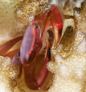 Trapezia Acropora Crab