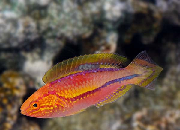 Pintail Fairy Wrasse - Male